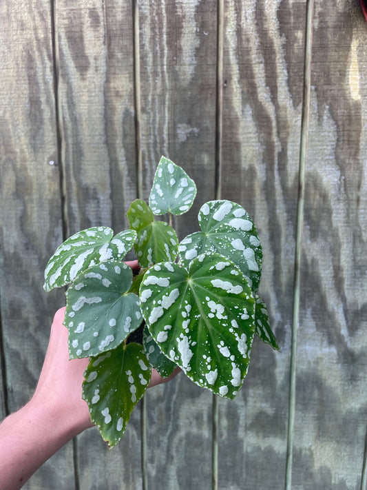 4” Begonia silver