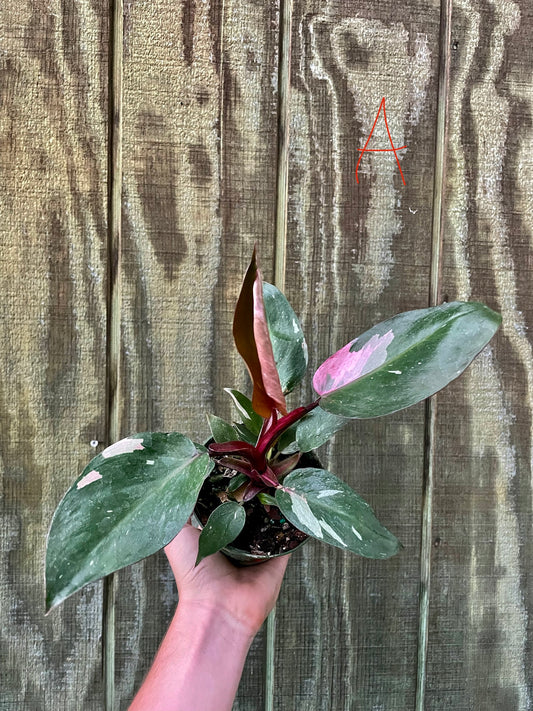 4” Pink Princess ‘A’