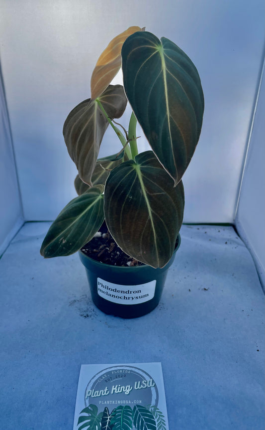 4” Philodendron Melanochrysum