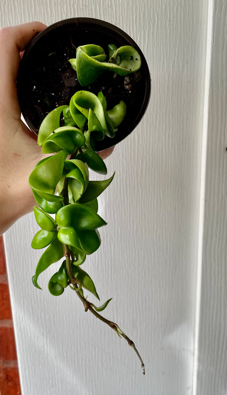 3” Hoya Compacta- Houseplant/ Succulent