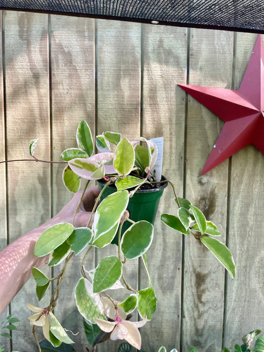 4” Hoya Queen