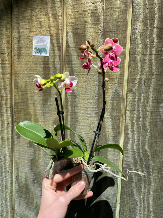 2” Orange or White Orchid