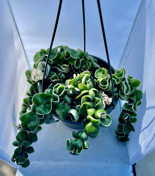 8” HB Variegated Hoya Compacta #6