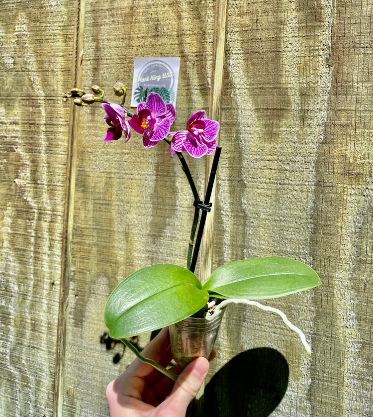 2” Purple & White Exotic Orchid