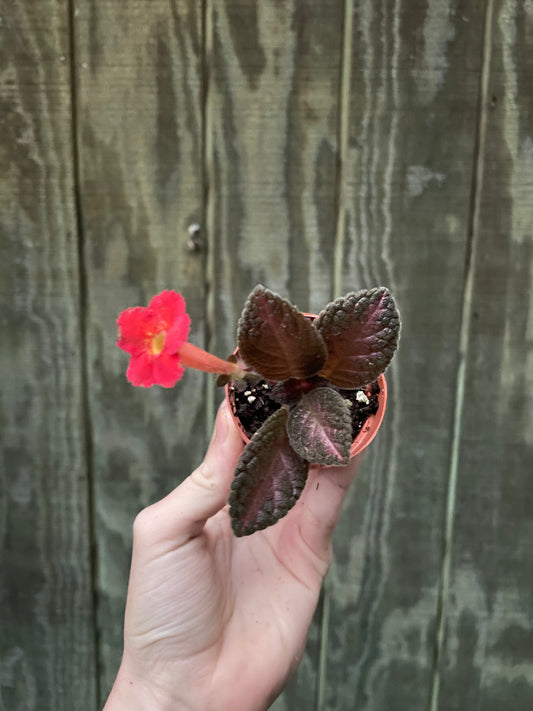 Episcia 'Unknown’