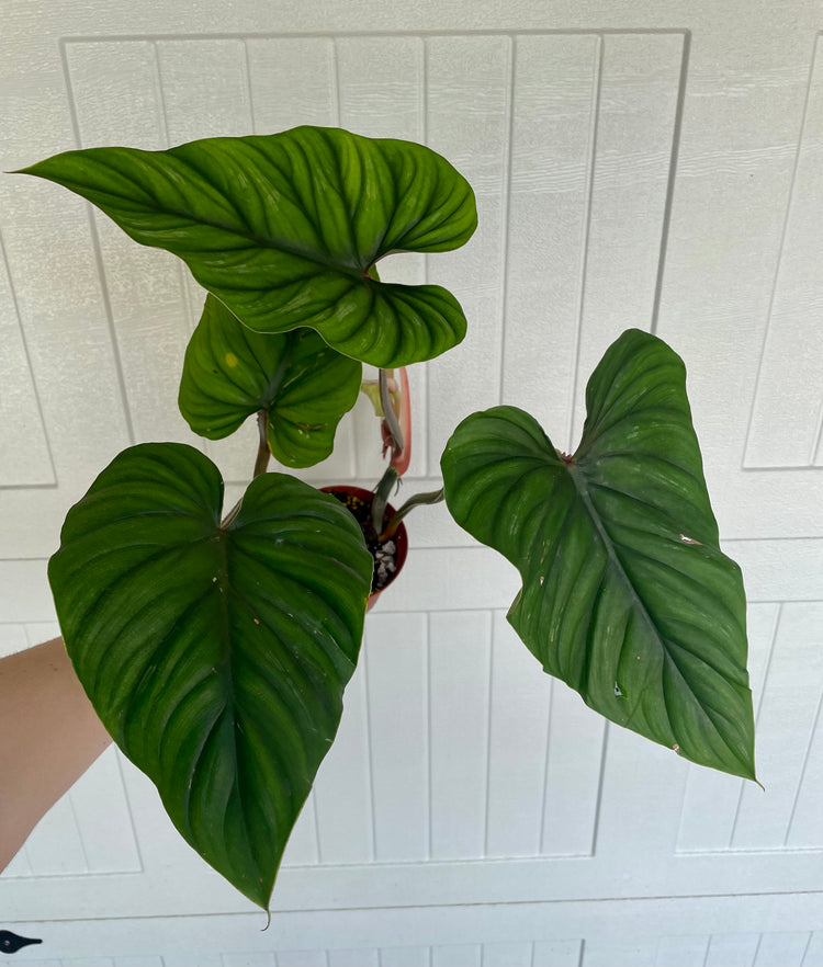 5” Philodendron Plowmanii ‘A’