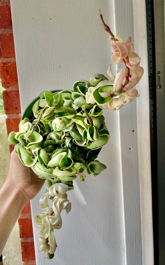 6” Variegated Hoya compacta ‘I’ - Succulent/ Houseplant