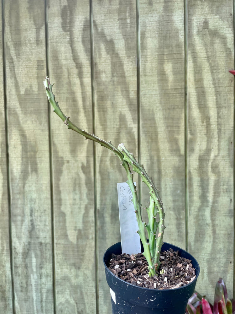 4” Selenicereus cactus
