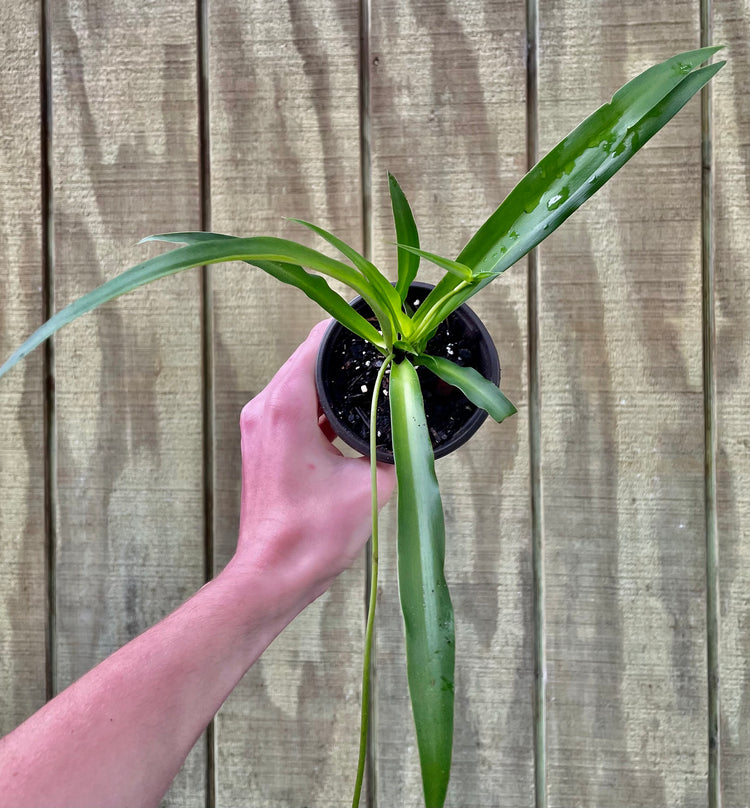 3.5” Spider Plant- Houseplant