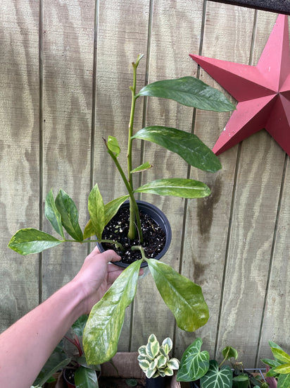 where to buy variegated zz plant 6” Variegated ZZ