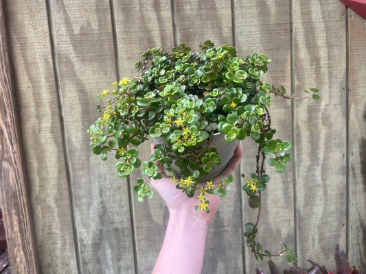 6” Large Sedum ‘fire’ - Succulent