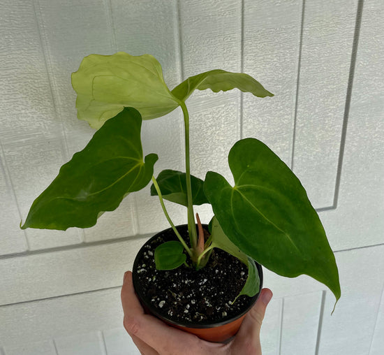 anthurium clarinervium seed Anthurium Clarinervium x Pterodactyl ( seed grown)