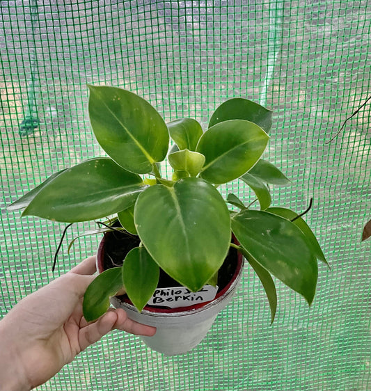 4” Birkin Philodendron