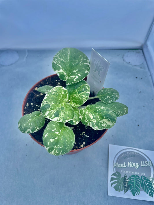 4” ‘Popcorn’ Variegated Violet