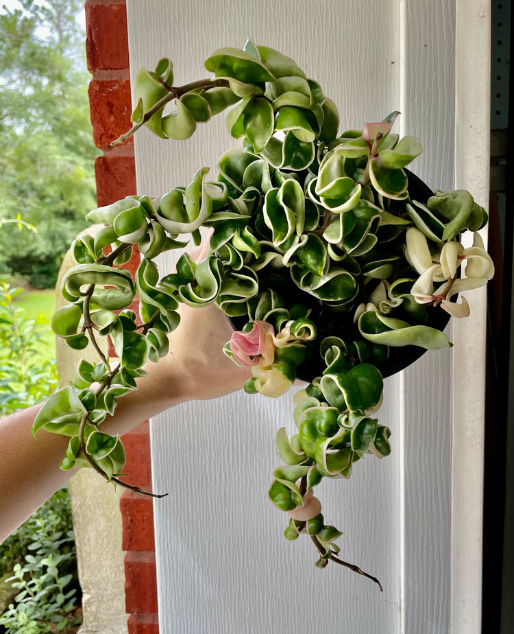 6” Variegated Hoya compacta ‘E’ - Succulent/ Houseplant