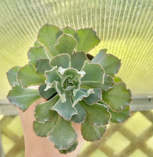 Large Ruffled Echeveria- Succulent