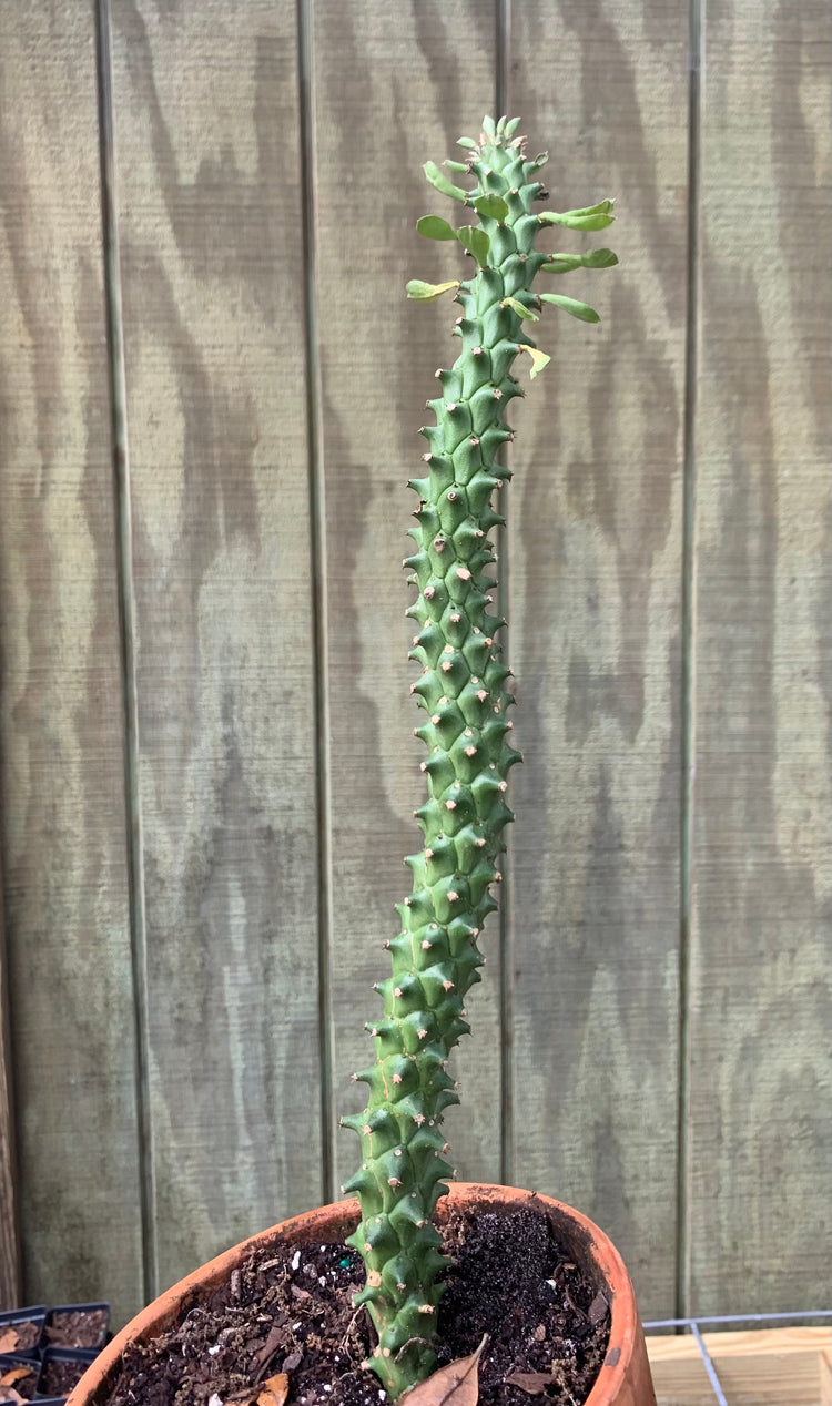 Tall ** RARE Genosty Cactus - cacti
