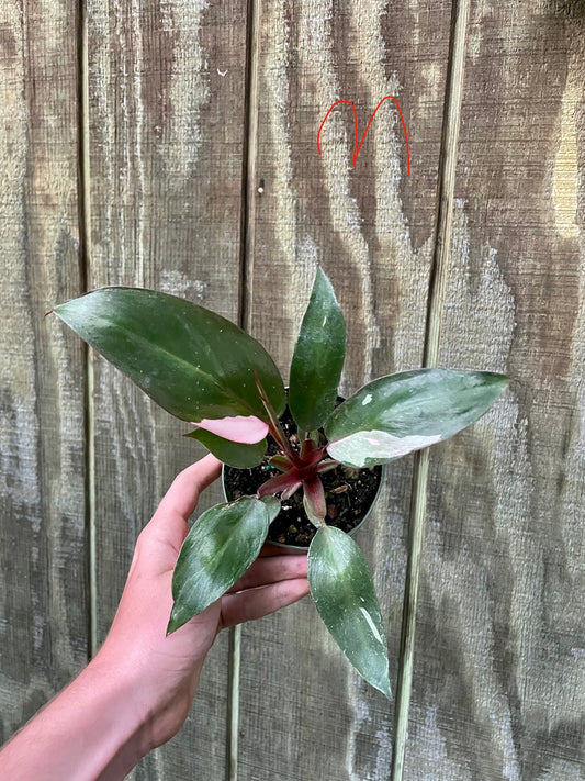4” Pink Princess ‘M’