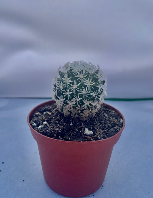 3” Feather Cactus