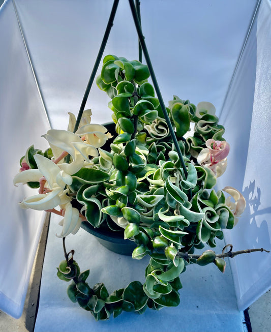 8” HB Variegated Hoya Compacta #4