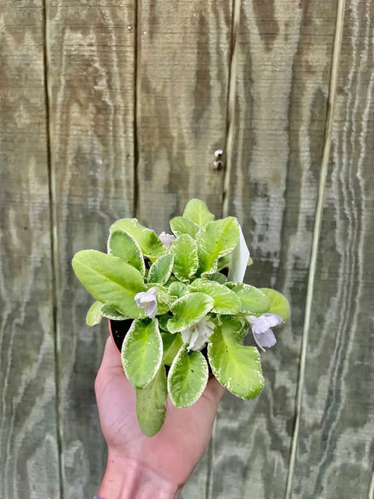 4” Variegated Violet ‘Sunny Egret’