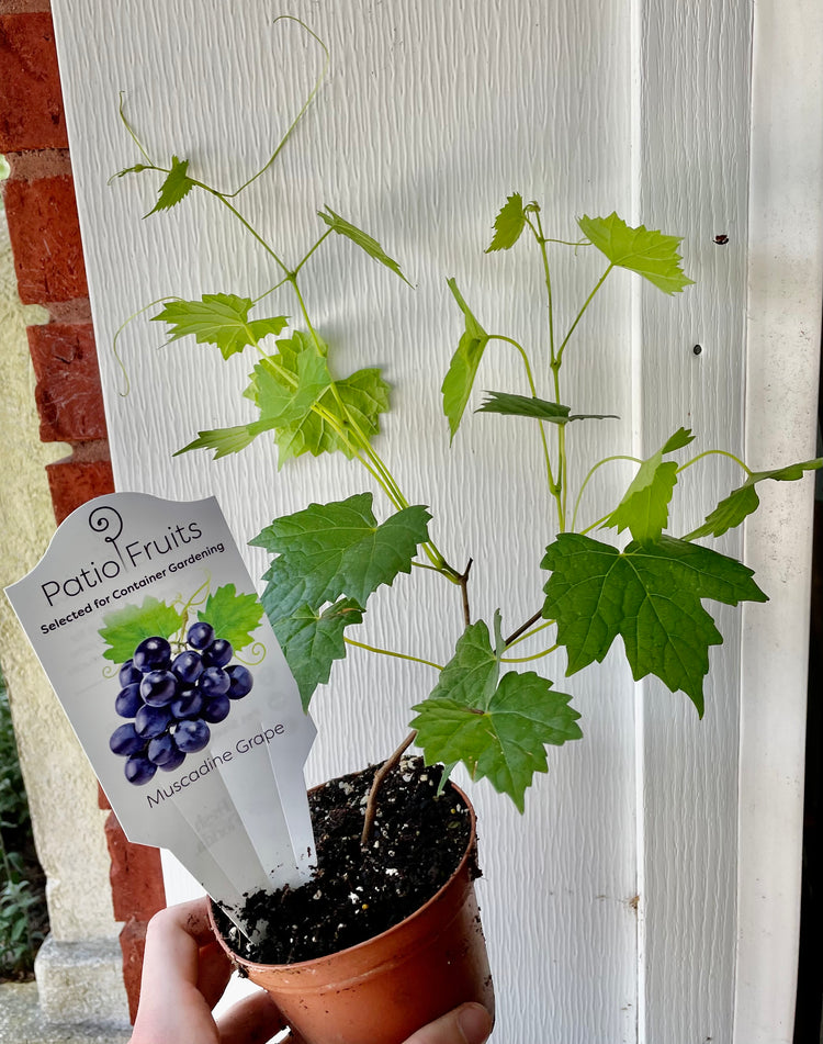 4” Dwarf Grape Muscadine - Edible