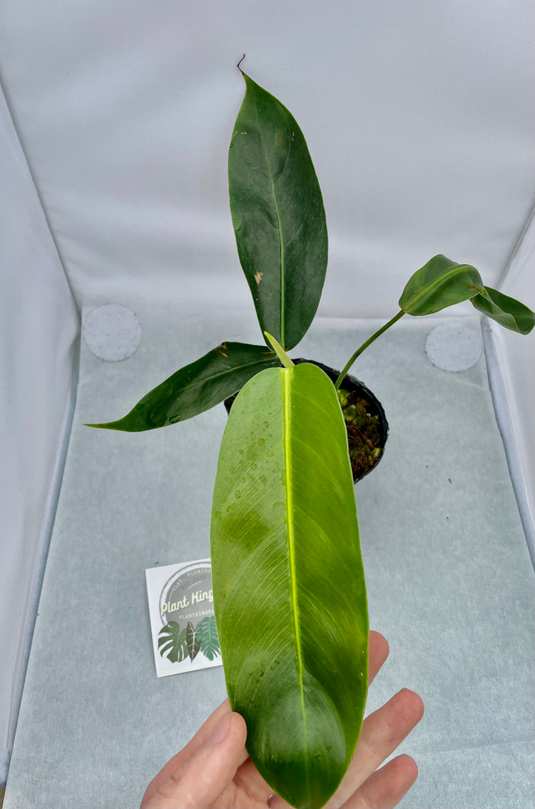 3.5” Philodendron Patriciae