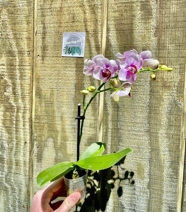 2” Hybrid Japanese Orchid