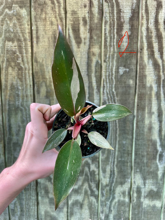 4” Pink Princess ‘1’