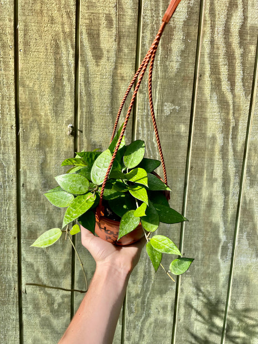 6” Hoya Black Margain