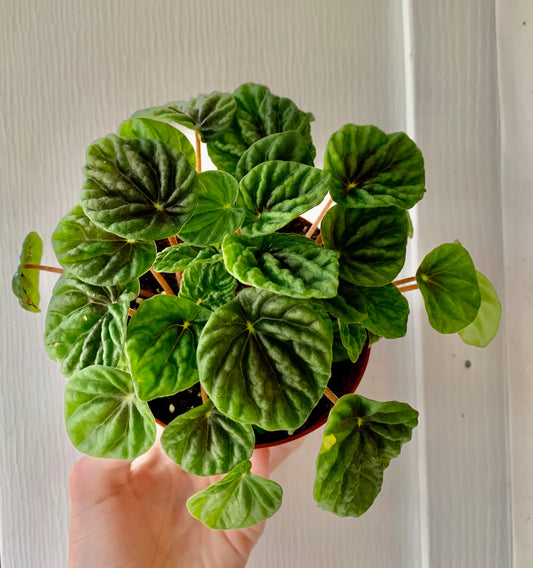 4” Green Emerald Peperomia- Houseplant