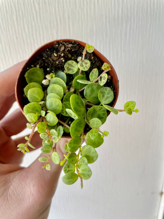 6” String Of Turtles - Succulent/ Houseplant