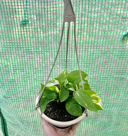 4” hanging Golden Pothos