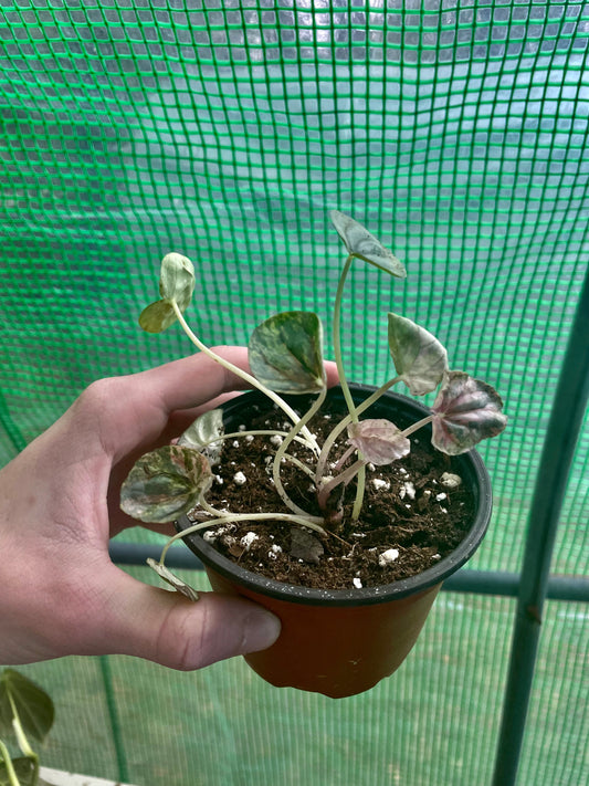 4” Pink Lady Pep