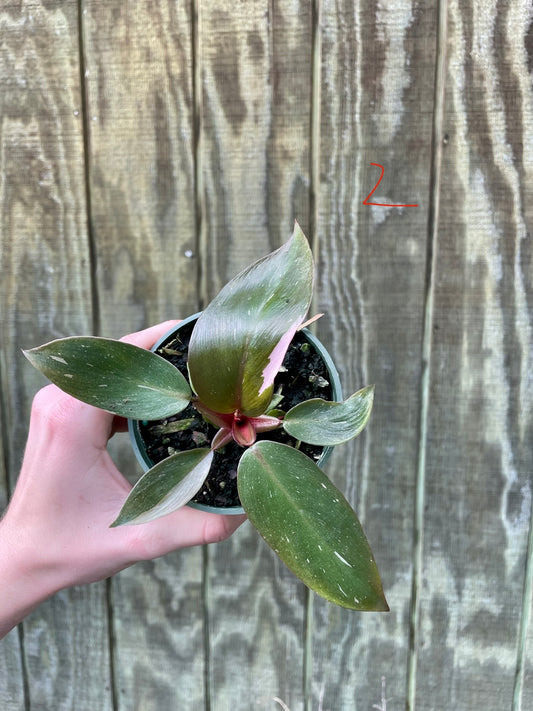 4” Pink Princess ‘2’