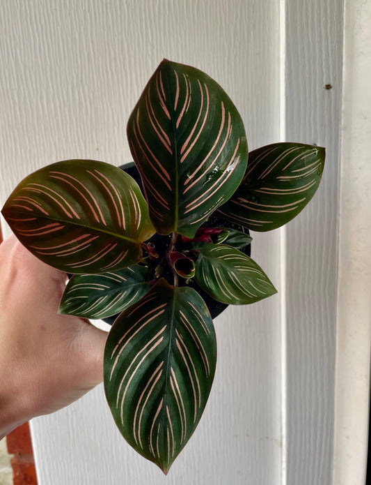 4” Calathea Pinstripe- Houseplant