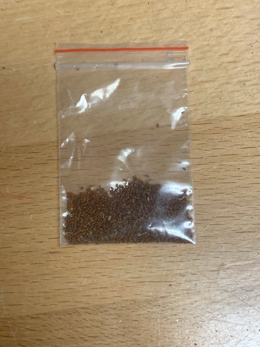 Mixed Succulent Seeds - succulent
