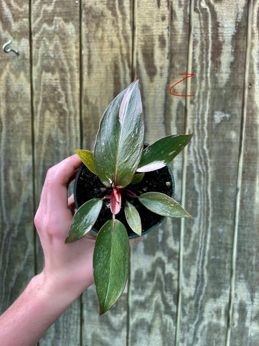 4” Pink Princess ‘Z’