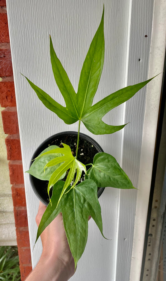 6” Anthurium Fingers