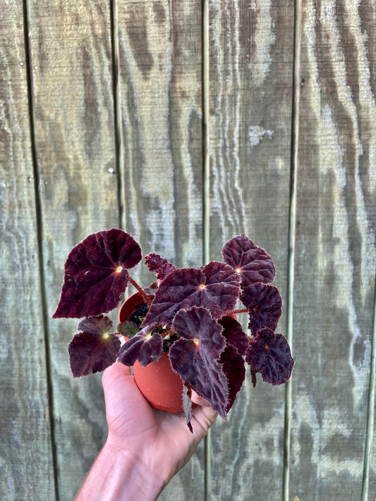 Begonia ‘Cosmic’