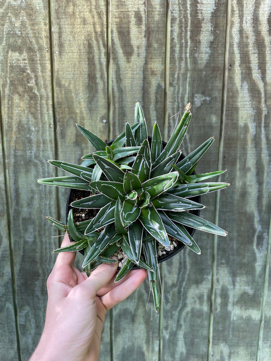 6” Agave Queen Victoria