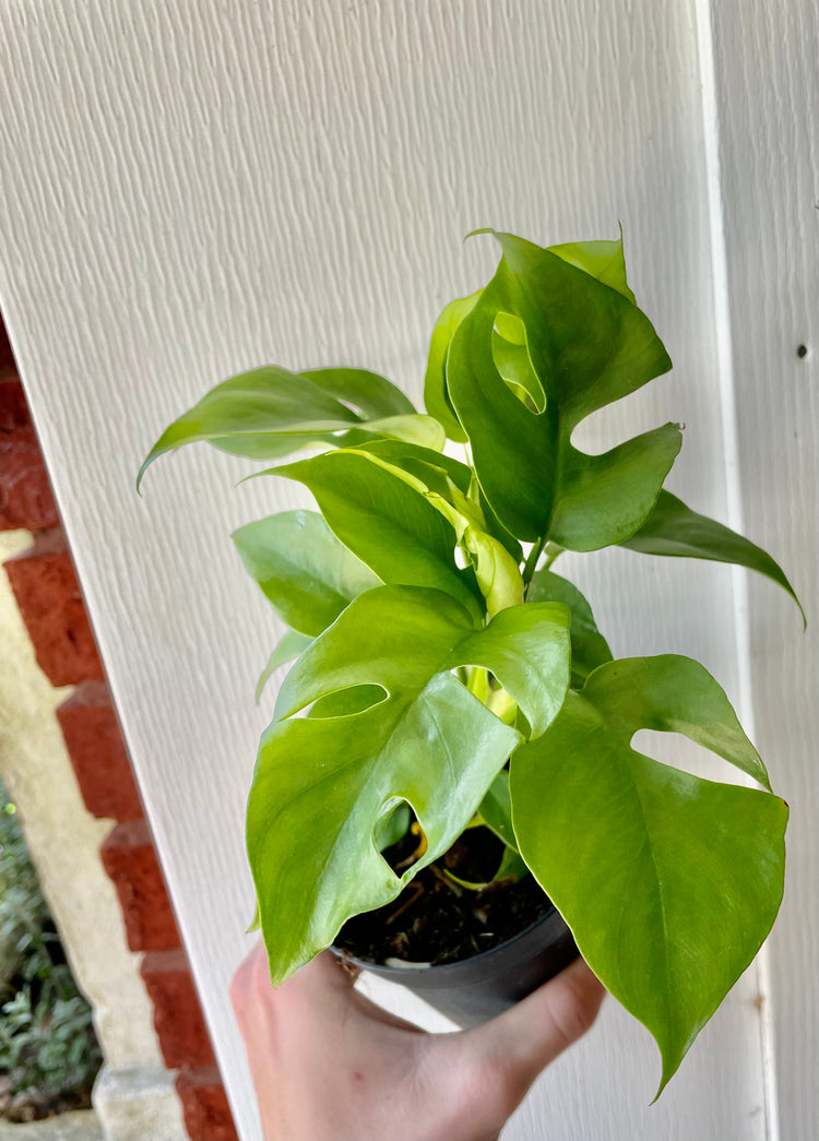 4” Mini Monstera (Rhaphidophora tetrasperma)- Houseplant