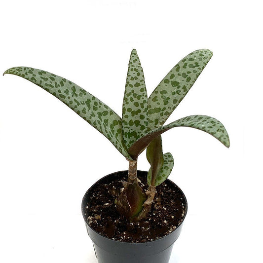 2” Leopard Lily - Succulent