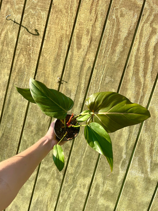 6” & 4” Summer Glory Philodendron