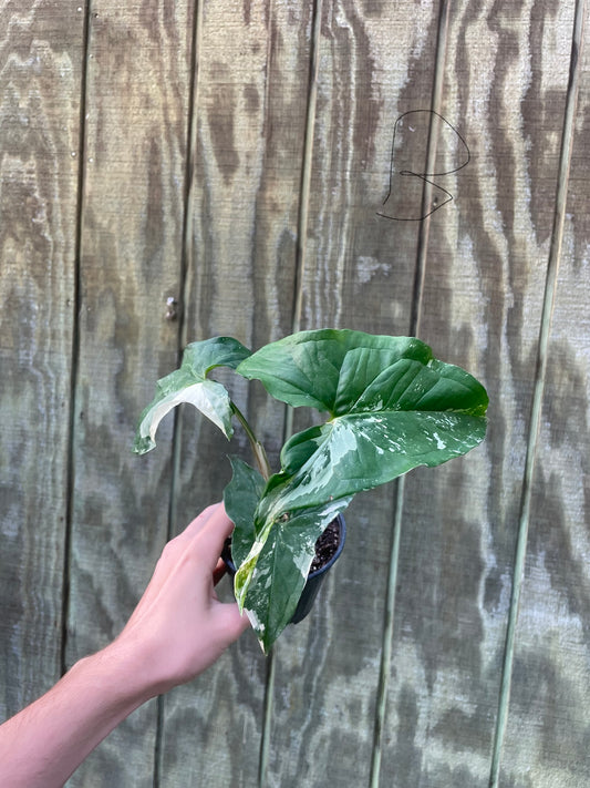 4” Syngonium Albo