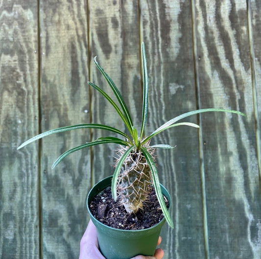 4” Madagascar Palm- Houseplant/ succulent
