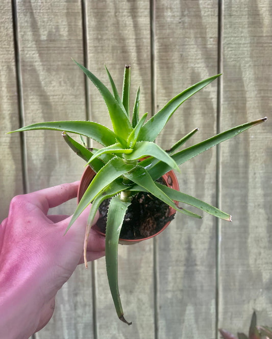 4” Climbing Aloe - succulent