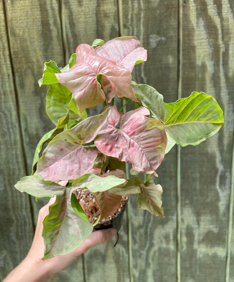 4” Syngonium Pink Spot - Houseplant
