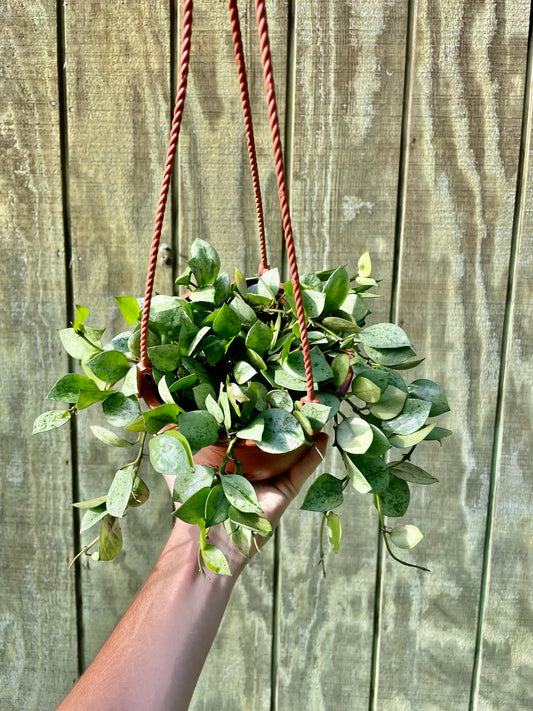 6” Hoya Super Silver