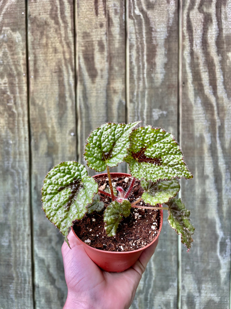 4” Begonia Tri-Color